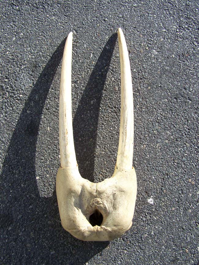 A RARE Antique Walrus Skull having both tusks, each measuring 26" long. — image 2